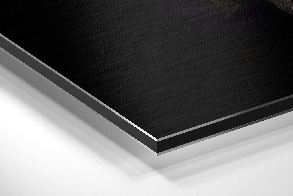 Black Swan Brushed Aluminium Dibond Wall Art