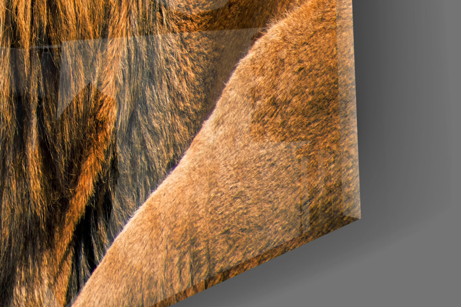 Lion Glass Wall Art